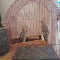 عروس هلندی
