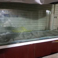 اکواریوم ماهی