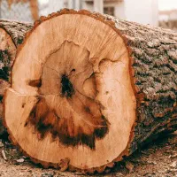 خرید و فروش و برش انوع چوب با بهترین قیمت