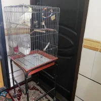 عروس هلندی با قفس