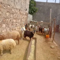 گوسفند
