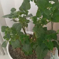 گل طبیعی|گل و گیاه طبیعی|اراک, |دیوار