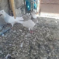 دوتا طوقی جفت نر