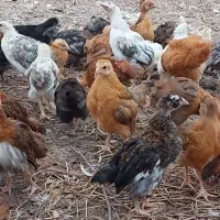 جوجه ،مرغ ،خروس