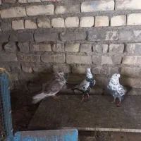 کبوتر کاشانی درجه یک بشرط پرش  و جوجه باضمانت کتبی