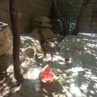 مرغ لاری