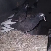کبوتر دوکت شازده