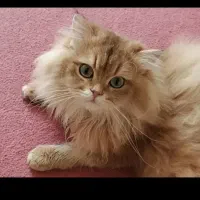 جفت‌گیری گربه های ماده