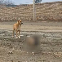 سگ گمشده