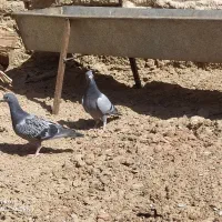 سه جفت جوجه نر سبز مگس چاپی