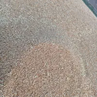 فروش گندم