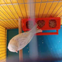 سلام دوتا قناری نر و ماده آدرس گویم