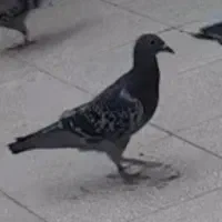 جوجه پولکی گم دشه