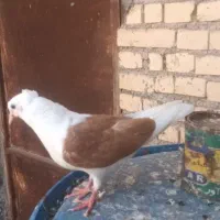 کبوتر دوکت