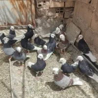 ۷۰تاکفتر