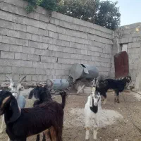 ۶ راس کهره با هم ۴۵ میلیون