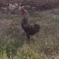 خروس لاری