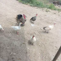 ماده بقلمون