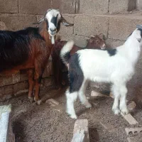 بز دقلو با دوتا کهره نر و ماده درجه یک