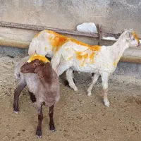 بره شیری جفت 51کیلو