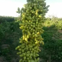 پیوند پسته