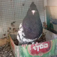 ماده سرسیاه