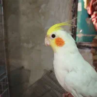 عروس هلندی نروماده،تازه سره شدن،دستی