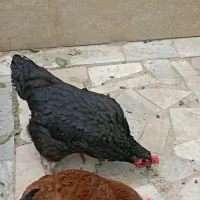 مرغ و خروس