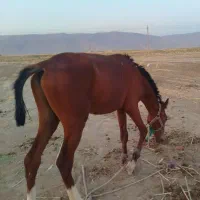 کره اسب نریان
