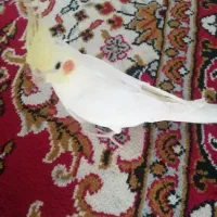 سه عدد عروس هلندی دستی و آرام