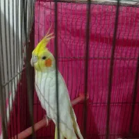 عروس هلندی زعفرانی