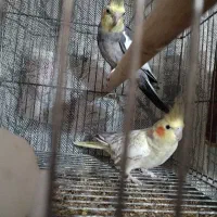 عروس هلندی