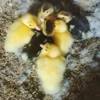 جوجه اردک اسراییلی