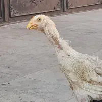 مرغ لاری ۶ماهه اصیل افغان