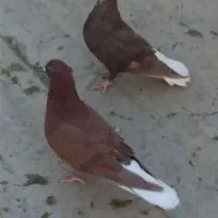 کبوتر پرشی