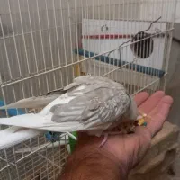 سلام کی جفت عروس هلندی به تری نجاته