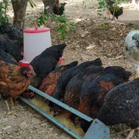 فروش نمیچه و جوجه خروس