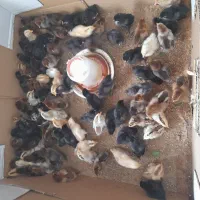 جوجه یک هفته ای