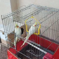 دوعدد عروس هلندی نروماده
