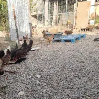 ۲۰ عدد مرغ تخم گذار