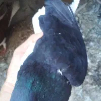 جفت چپ وسیدی و طوق سفید ماده