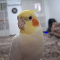 گمشده عروس هلندی