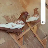 کفتر بی عیب شش دونگ .هم زمینی هم هوا