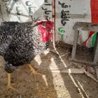 خروس برهما