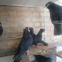 7عدد کبوتر سیاه ابادانی