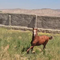اسب درشورای