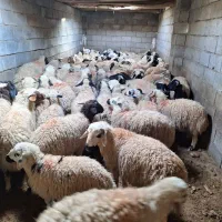 بره گوسفند بومی چاق درجه یک