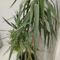 چهاردیواری سقف زده آماده تیغه چینی