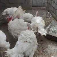 بوقلمون