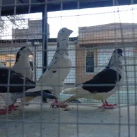 کبوتر|پرنده|رضویه, |دیوار